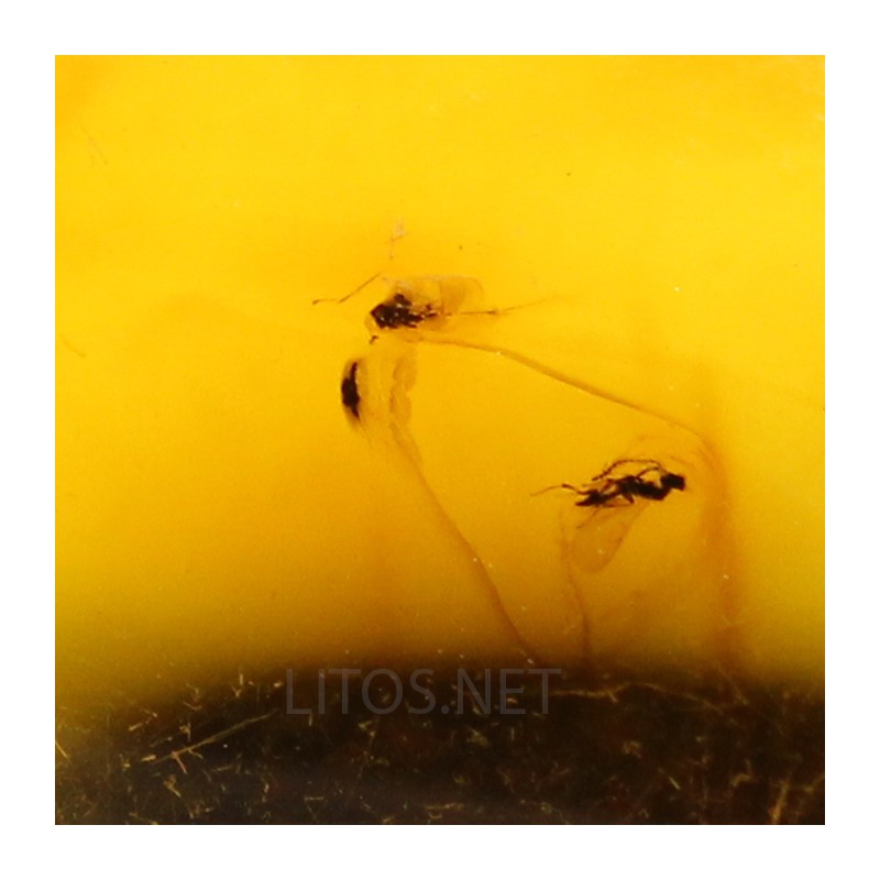Ámbar con insectos  - Litos