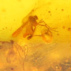 Ámbar con insectos  - Litos