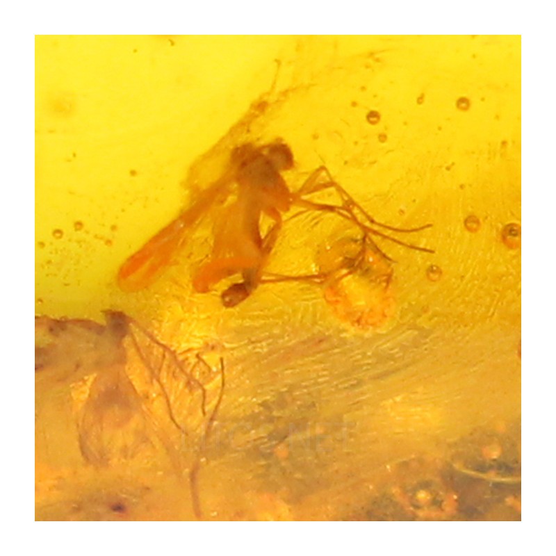 Ámbar con insectos  - Litos