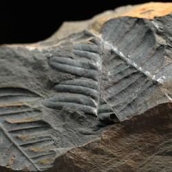 Aletopteris