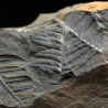 Aletopteris