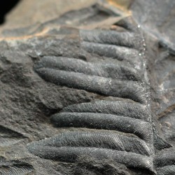 Aletopteris