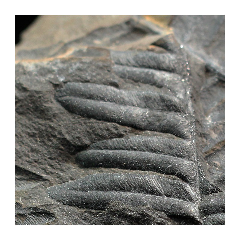 Aletopteris