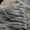 Aletopteris
