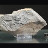Aletopteris