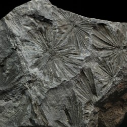 Annularia stellata