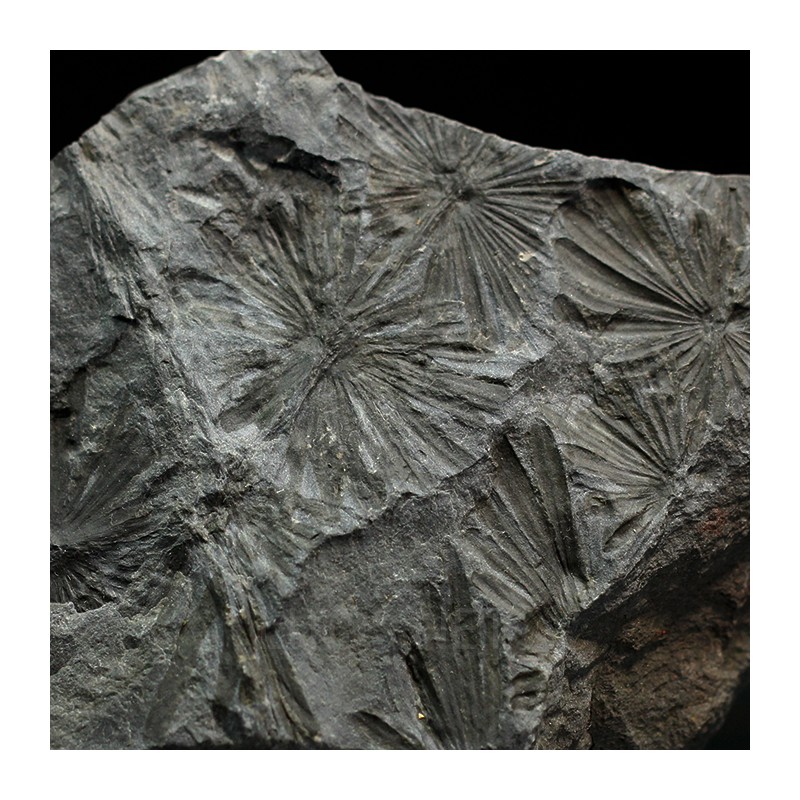 Annularia stellata
