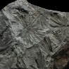 Annularia stellata