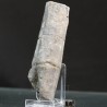 Calamites fosil