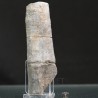 Calamites fosil