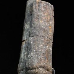Calamites fosil