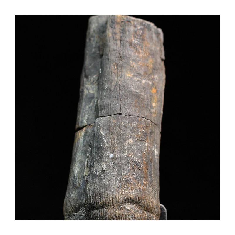 Calamites fosil