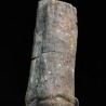 Calamites fosil