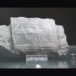 Calamites fosil