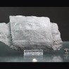Calamites fosil
