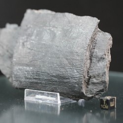 Calamites fosil