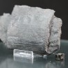 Calamites fosil