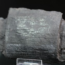 Calamites fosil