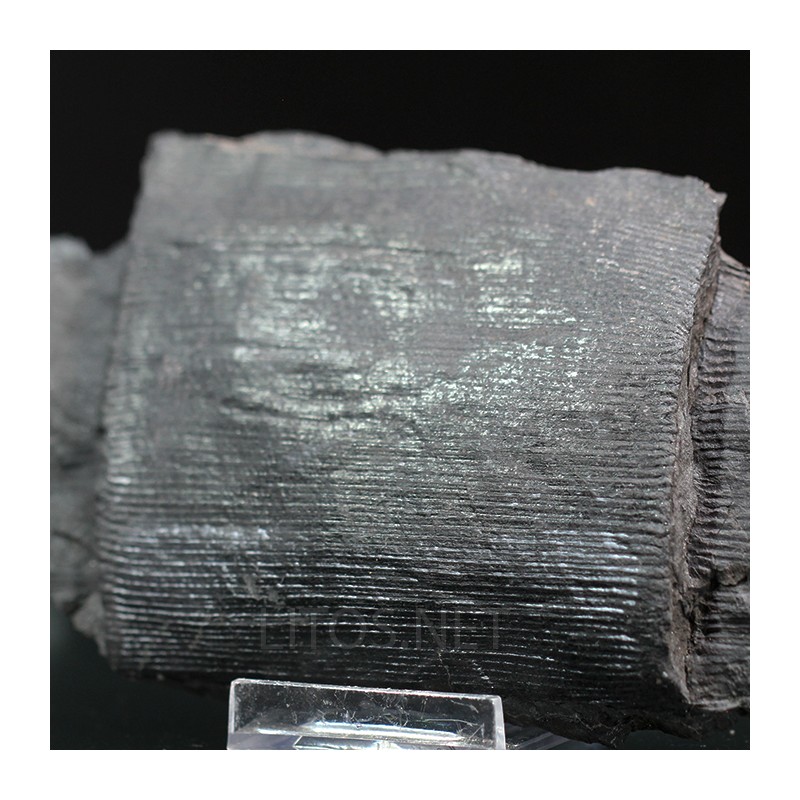 Calamites fosil