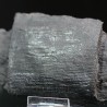 Calamites fosil