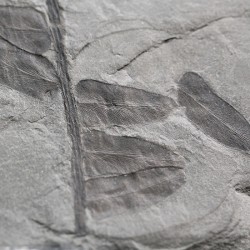 Fósil Neuropteris ovata