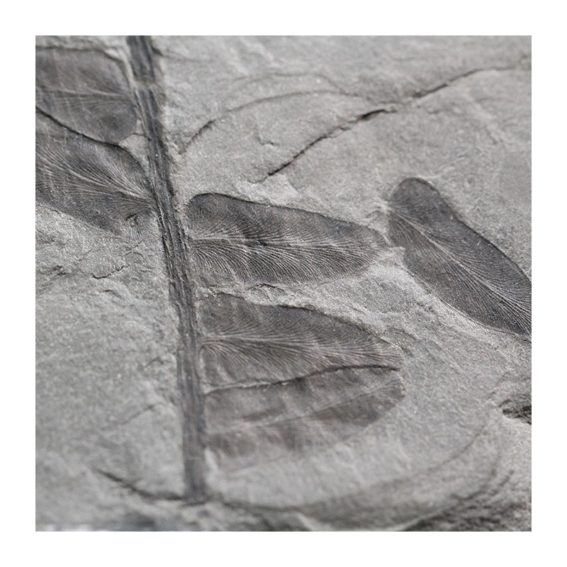 Fósil Neuropteris ovata