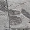 Fósil Neuropteris ovata