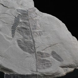 Fósil Neuropteris ovata