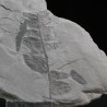 Fósil Neuropteris ovata