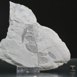 Fósil Neuropteris ovata