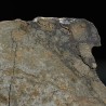 Meteorito NWA