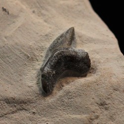 Pseudocorax affinis