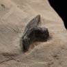 Pseudocorax affinis