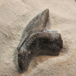 Pseudocorax affinis