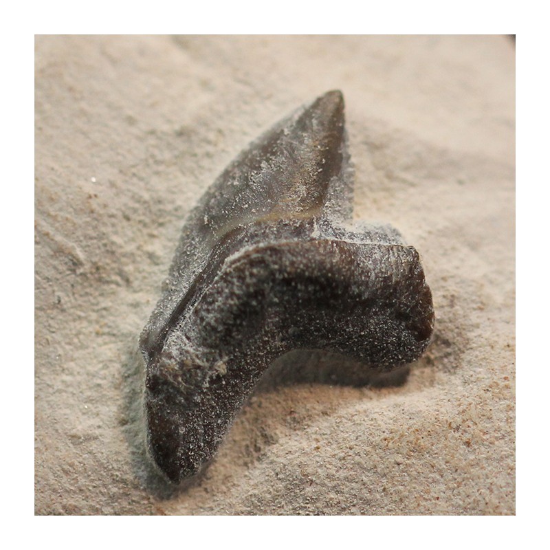 Pseudocorax affinis