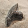 Pseudocorax affinis