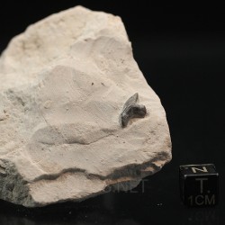 Pseudocorax affinis