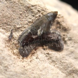Pseudocorax affinis