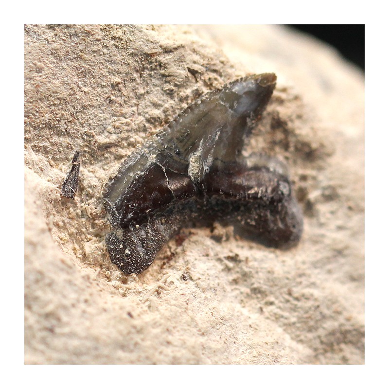 Pseudocorax affinis