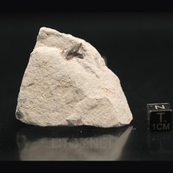 Pseudocorax affinis