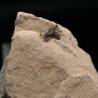 Pseudocorax affinis