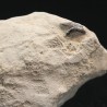 Pseudocorax affinis