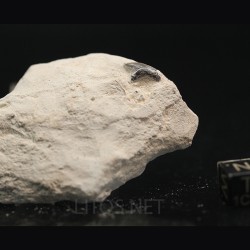 Pseudocorax affinis