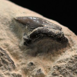 Pseudocorax affinis