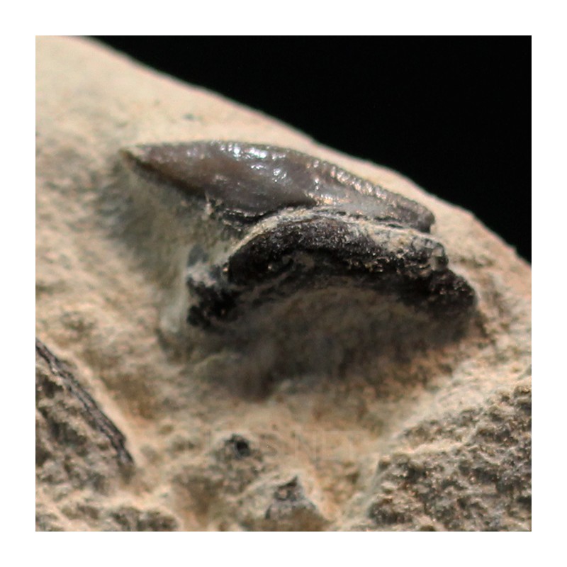 Pseudocorax affinis