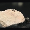 Pseudocorax affinis