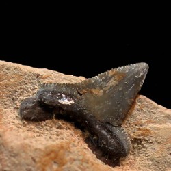 Pseudocorax affinis