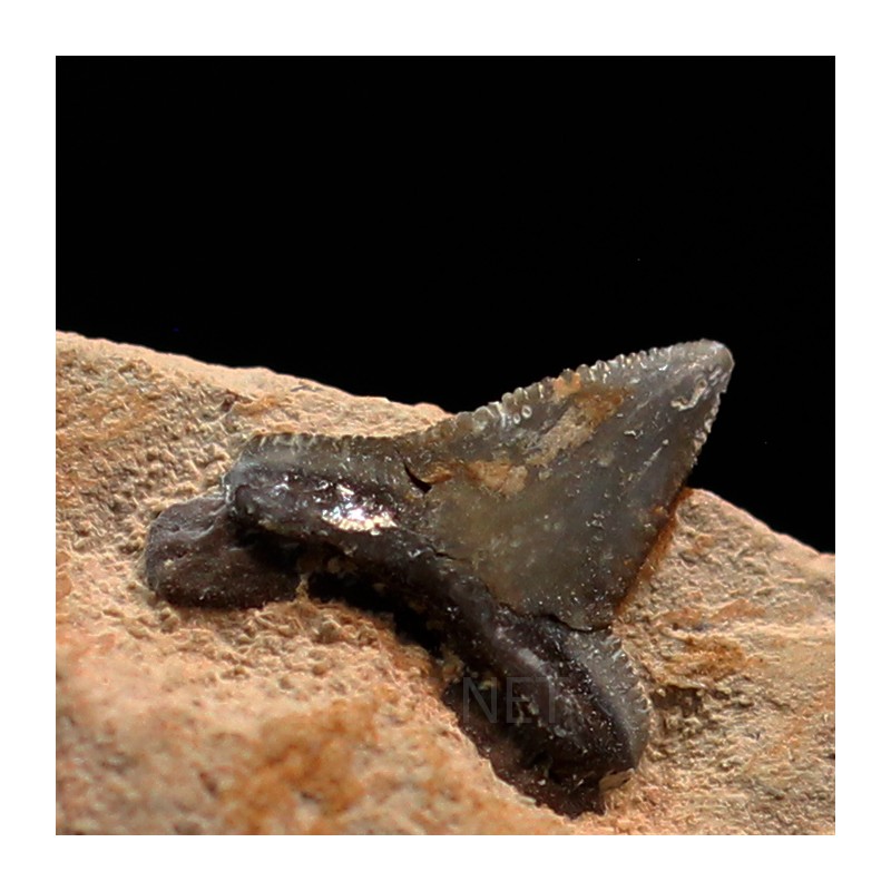 Pseudocorax affinis