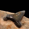 Pseudocorax affinis