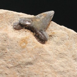 Pseudocorax affinis